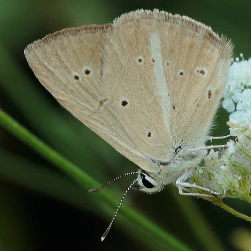 Polyommatus alcestis