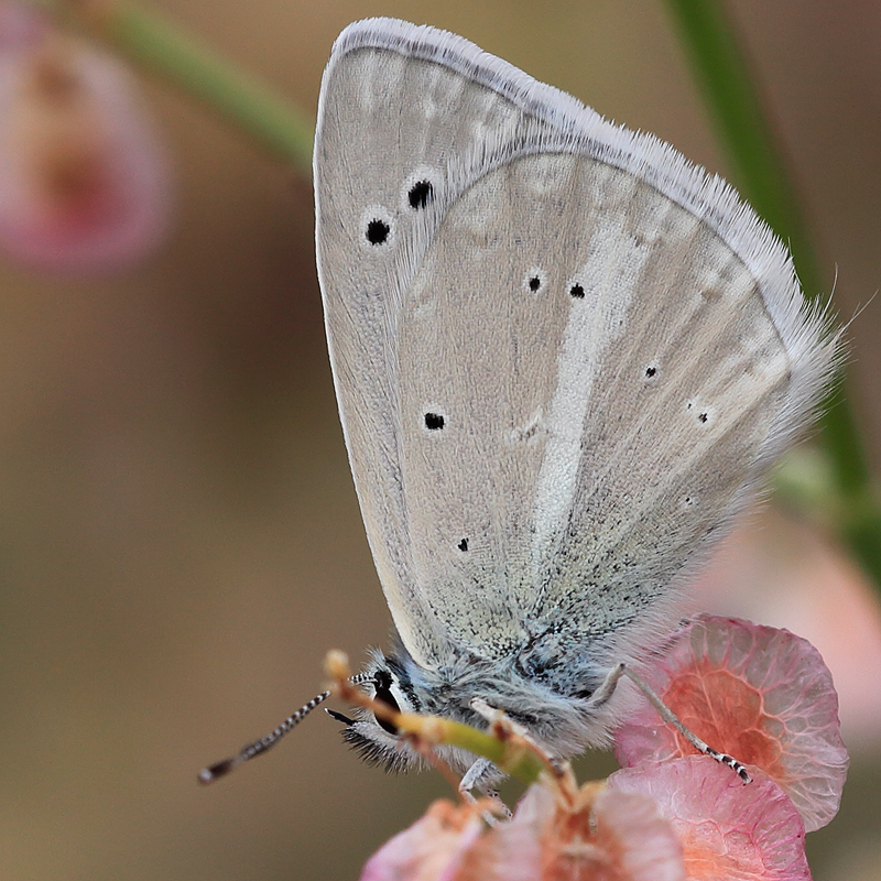 Polyommatus damocles tortumensis