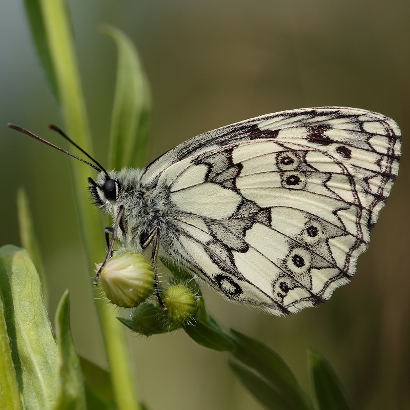 Melanargia galathea