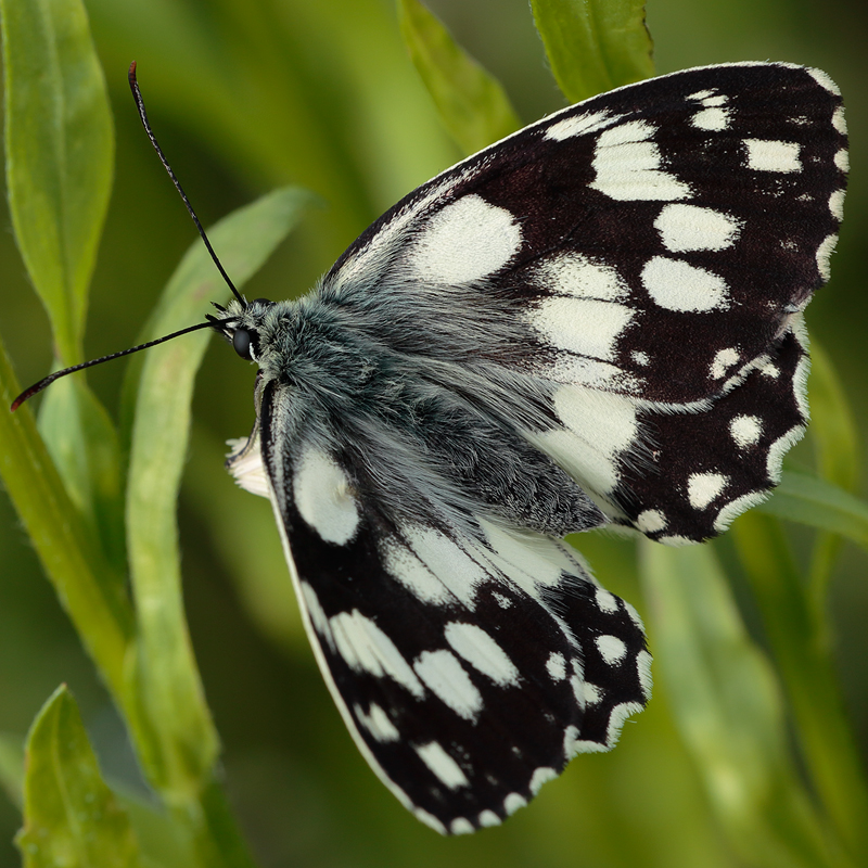 Melanargia galatheaa