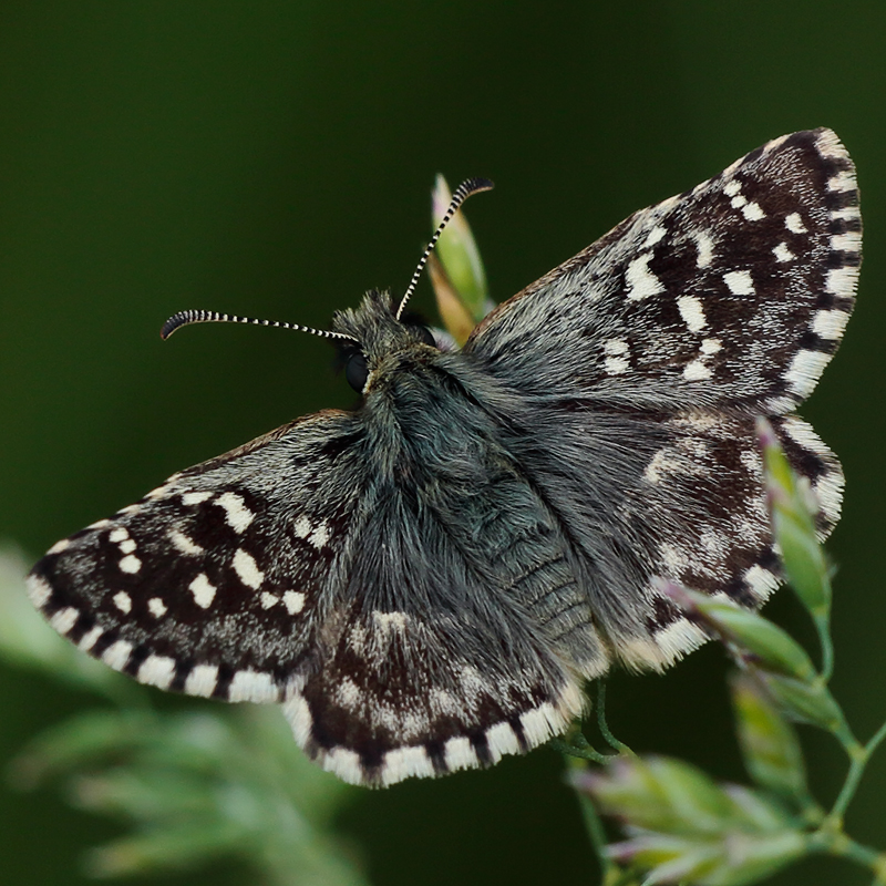 Pyrgus malvoides