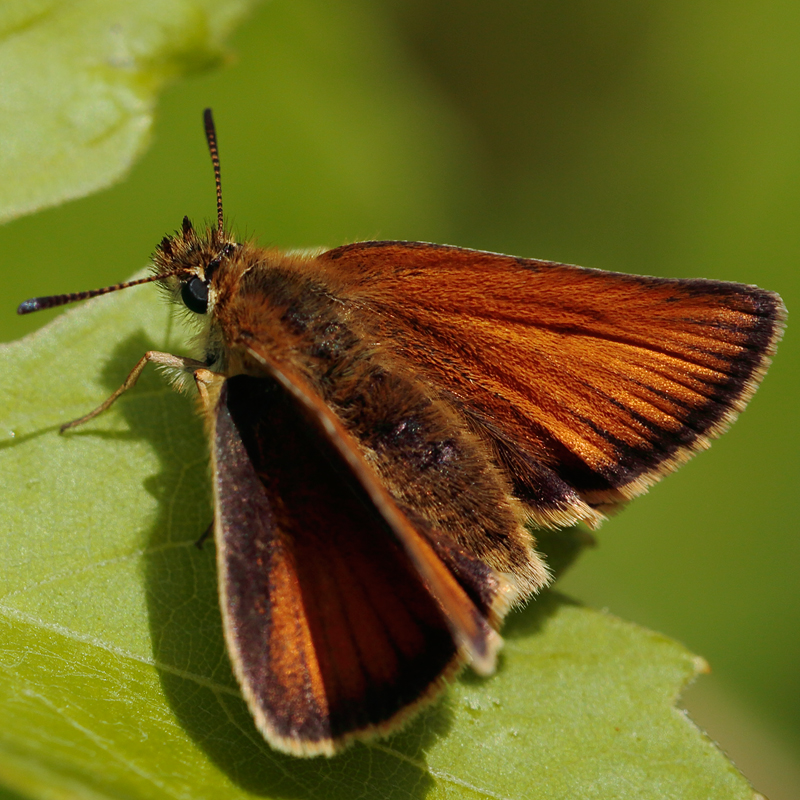 Thymelicus lineola