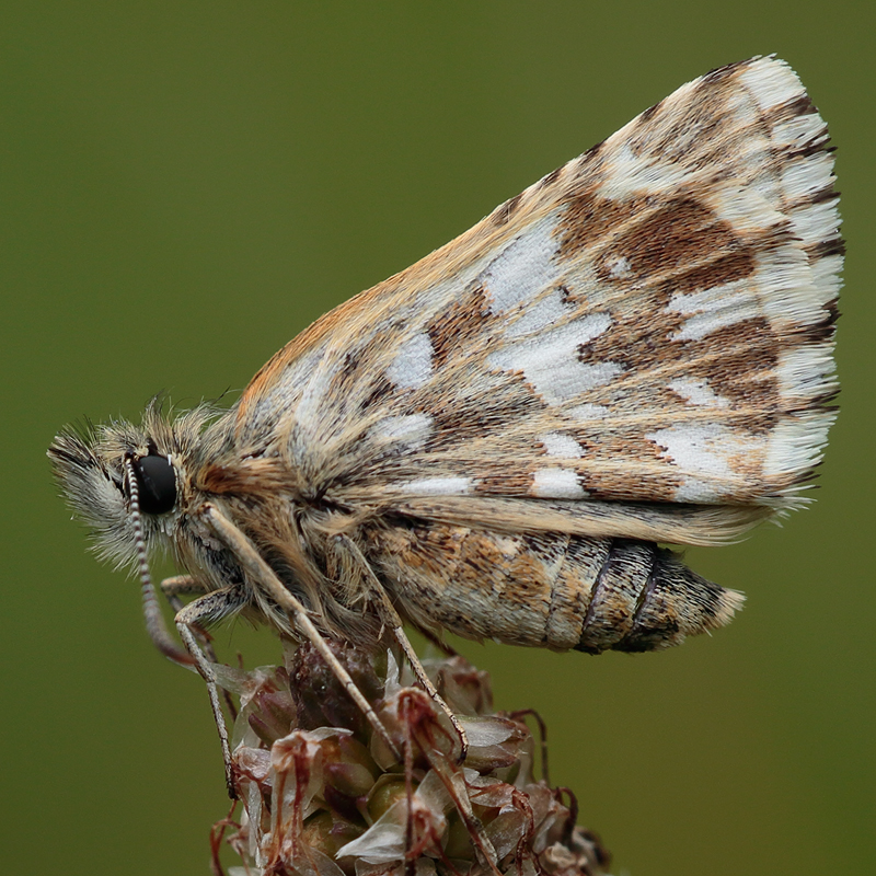 Pyrgus malvoides