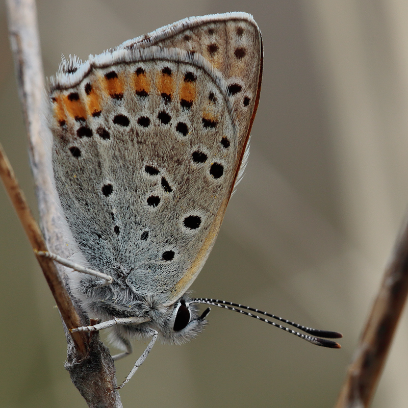 Lycaena thersamon kurdistanica