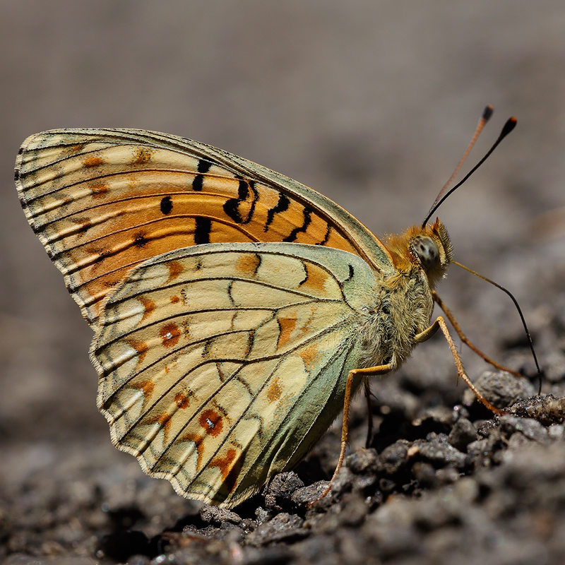 Fabriciana niobe