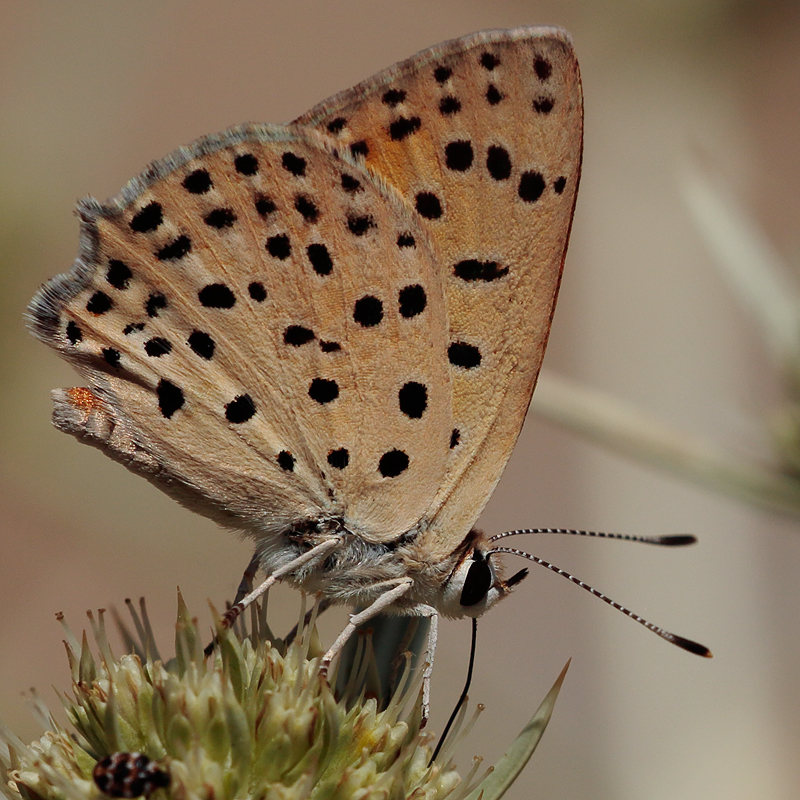 Lycaena ochimus