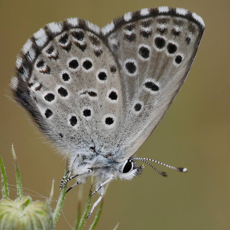 Pseudophilotes panoptes