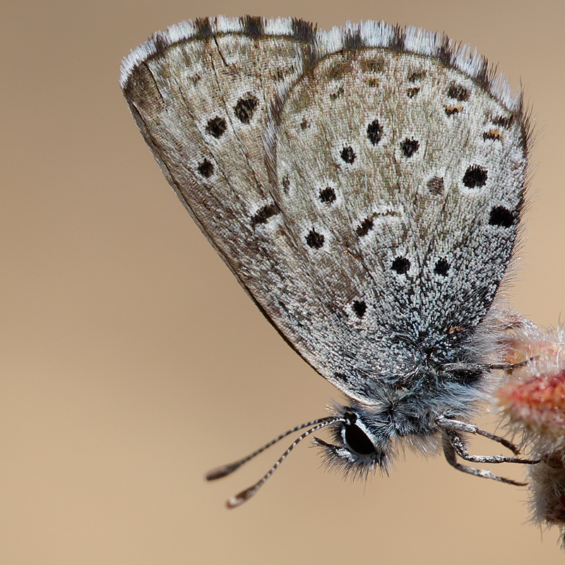 Pseudophilotes panoptes