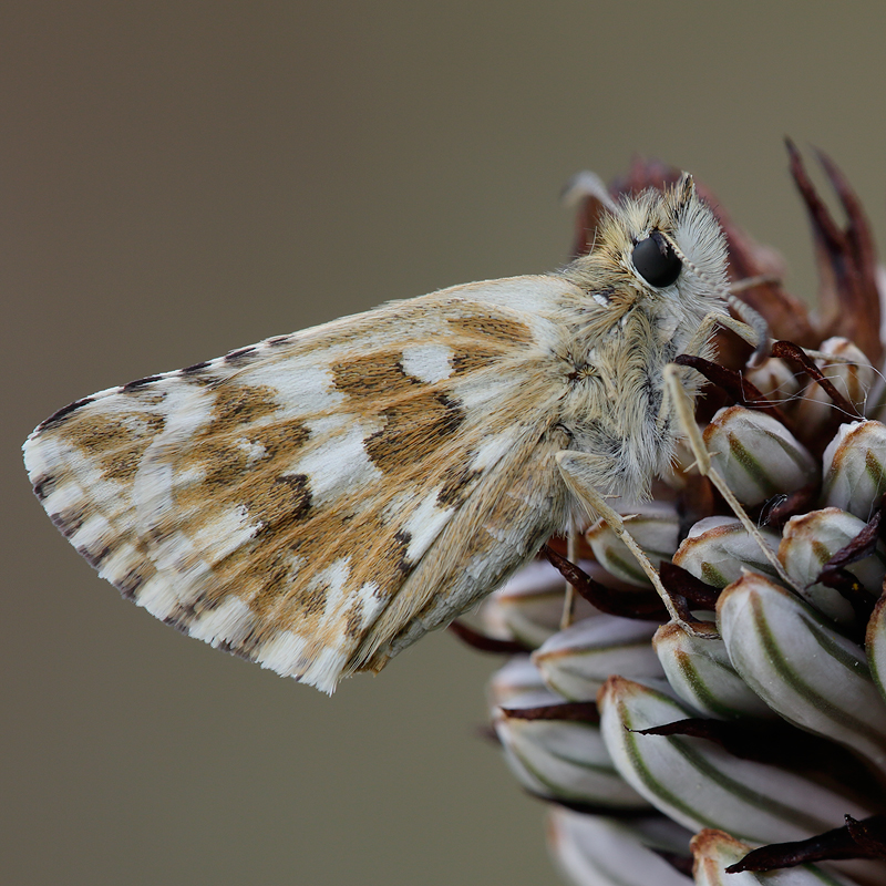 Pyrgus onopordi