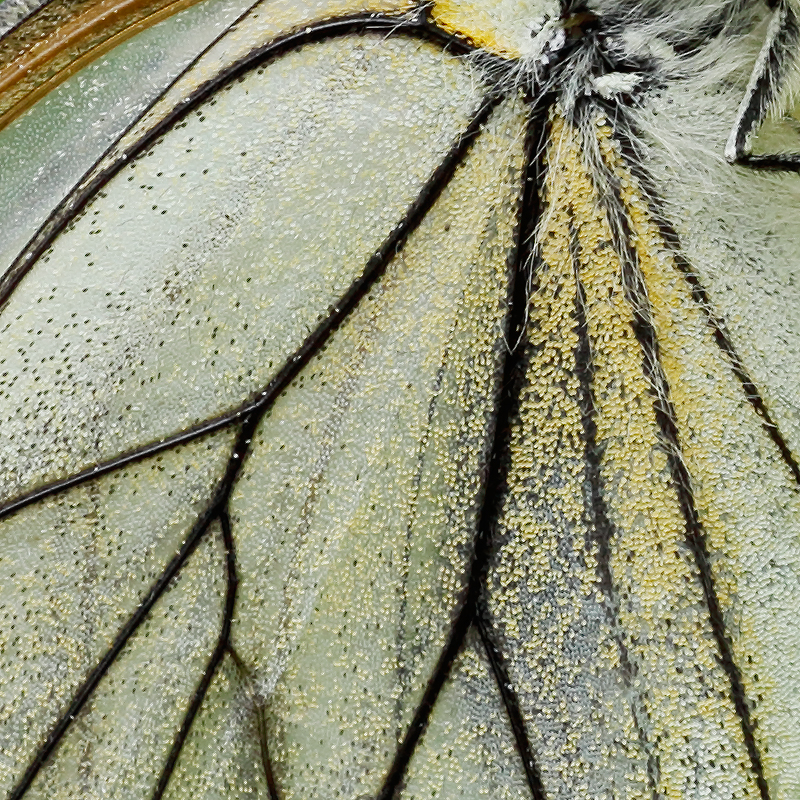 Aporia crataegi