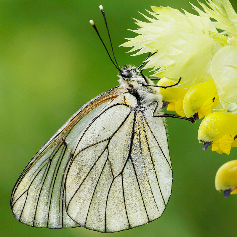 Aporia crataegi
