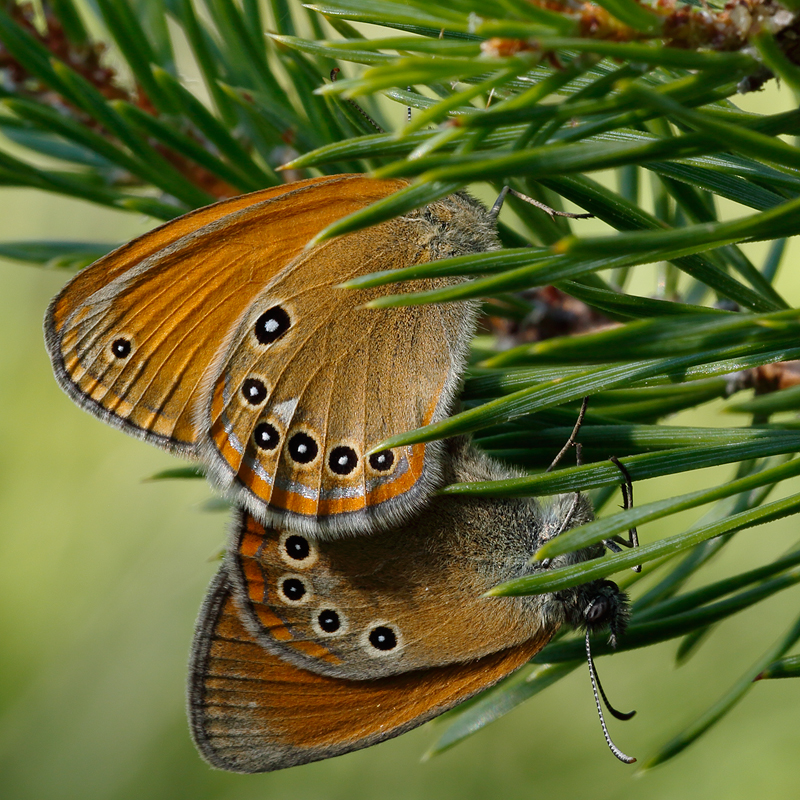 Coenonympha iphioides