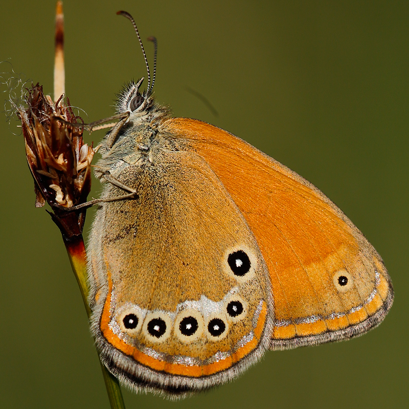 Coenonympha iphioides