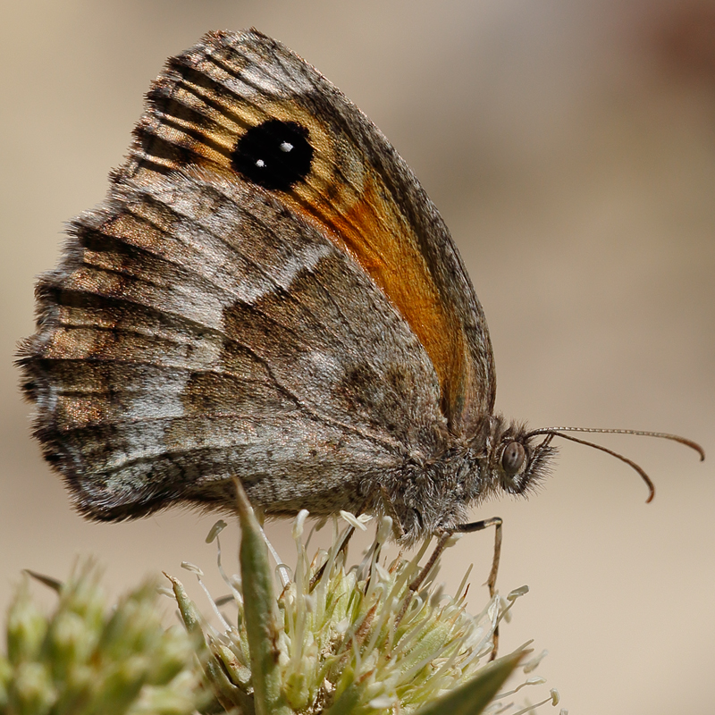 Pyronia cecilia