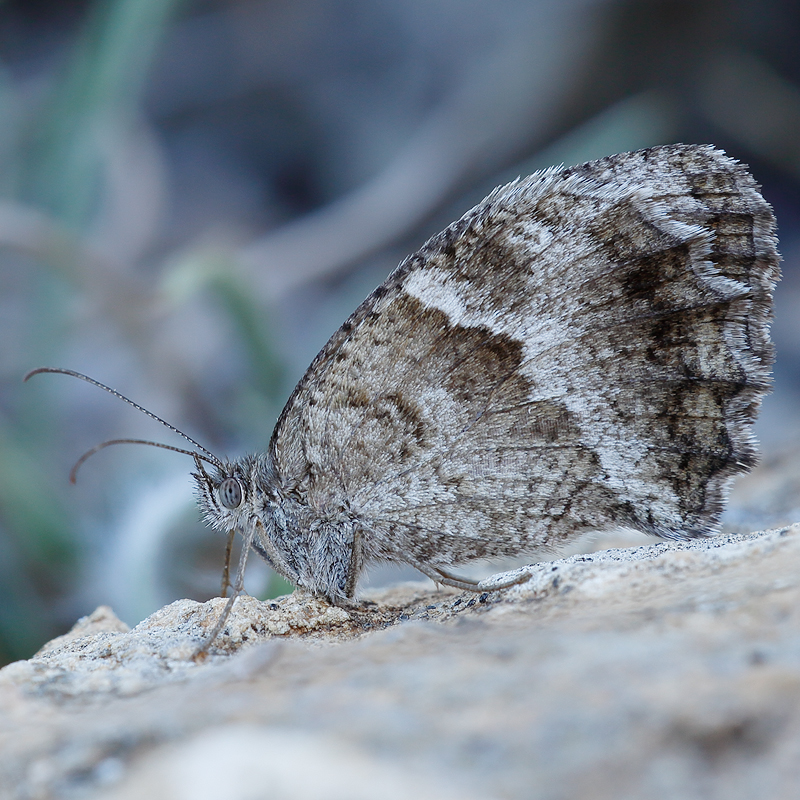 Pyronia cecilia