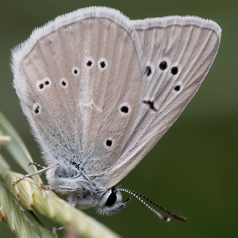 Polyommatus fulgens (ainsae)