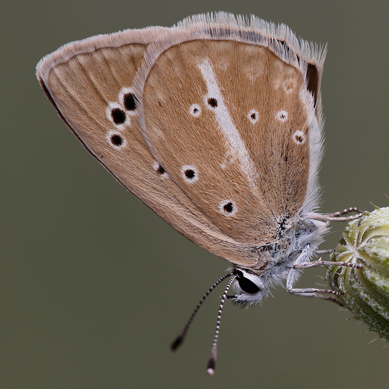 Polyommatus fulgens (ainsae)