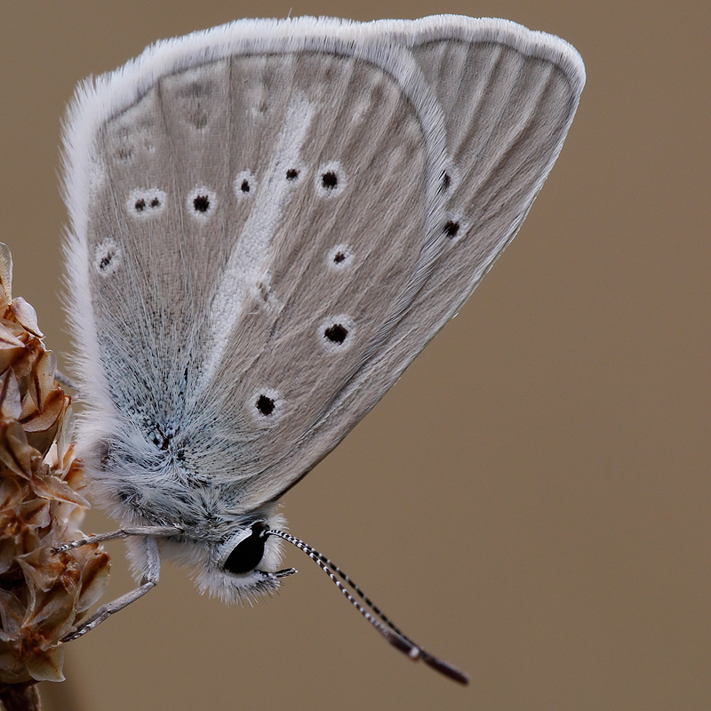 Polyommatus fulgens (ainsae)