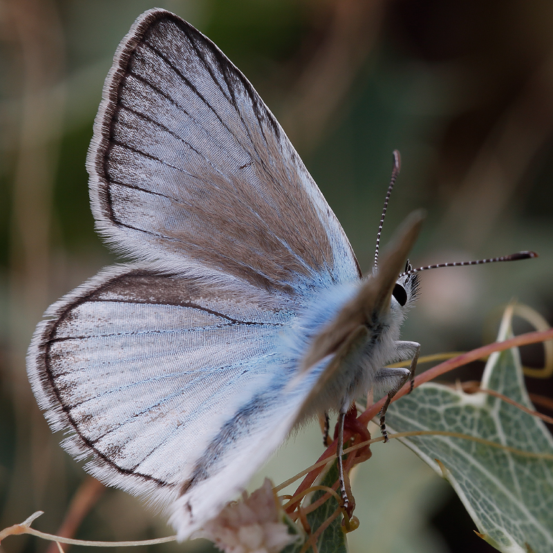 Polyommatus fulgens (ainsae)