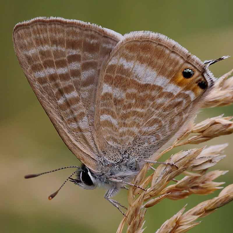 Lampides boeticus