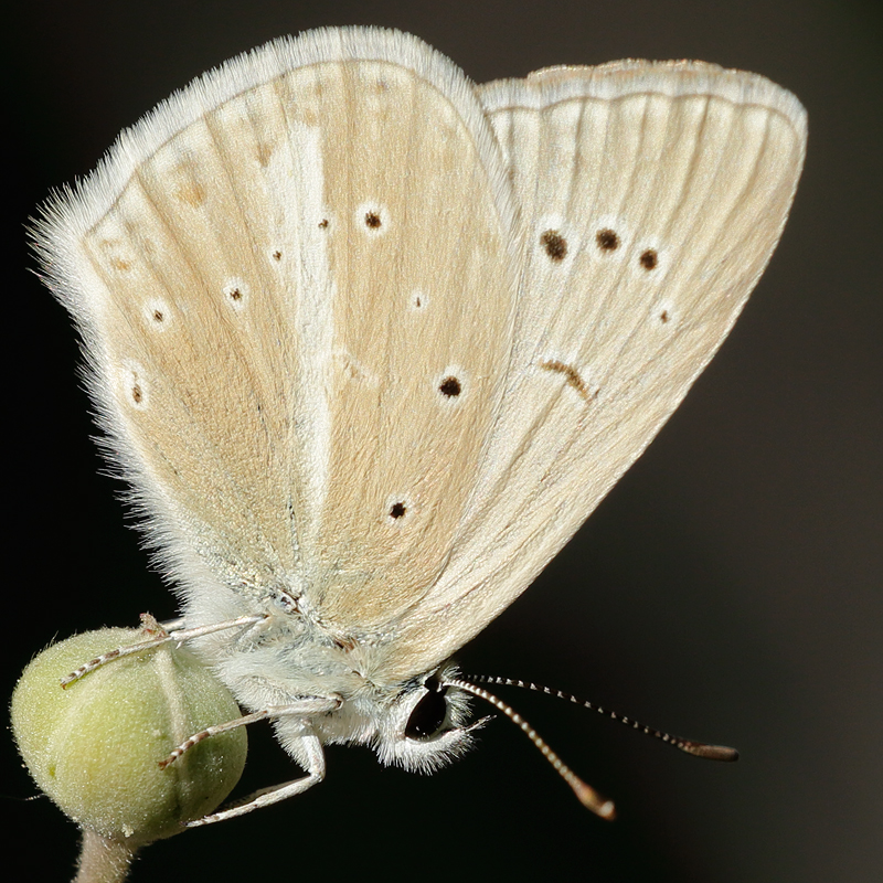 Polyommatus fulgens (pseudovirgilius)