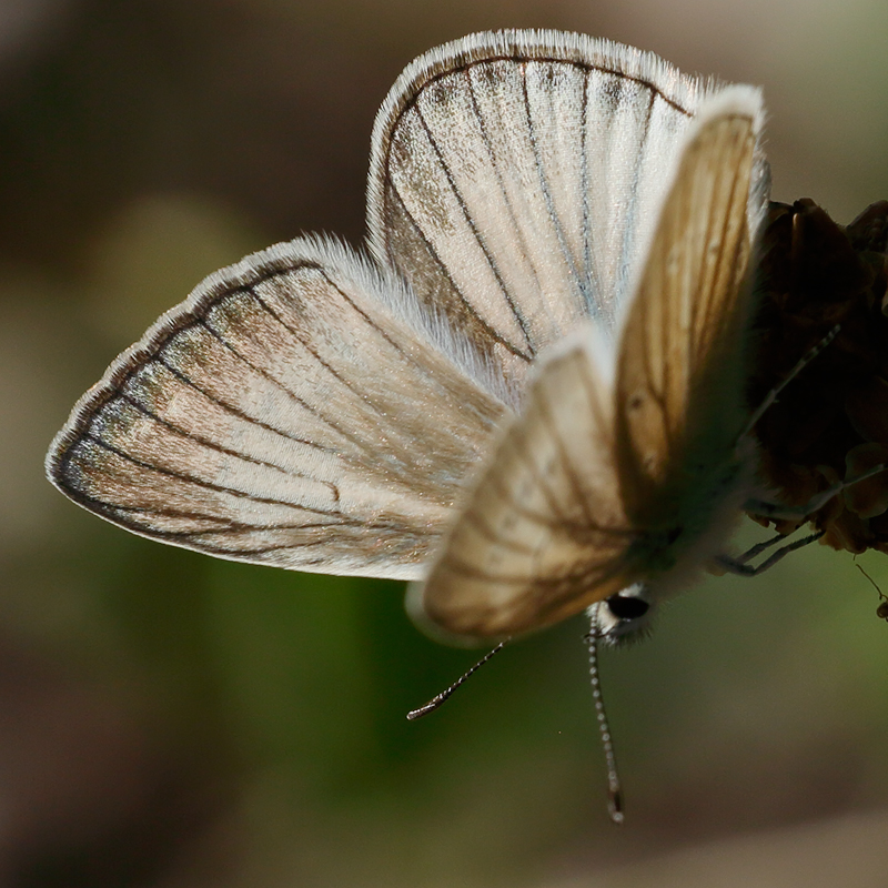 Polyommatus fulgens (pseudovirgilius)