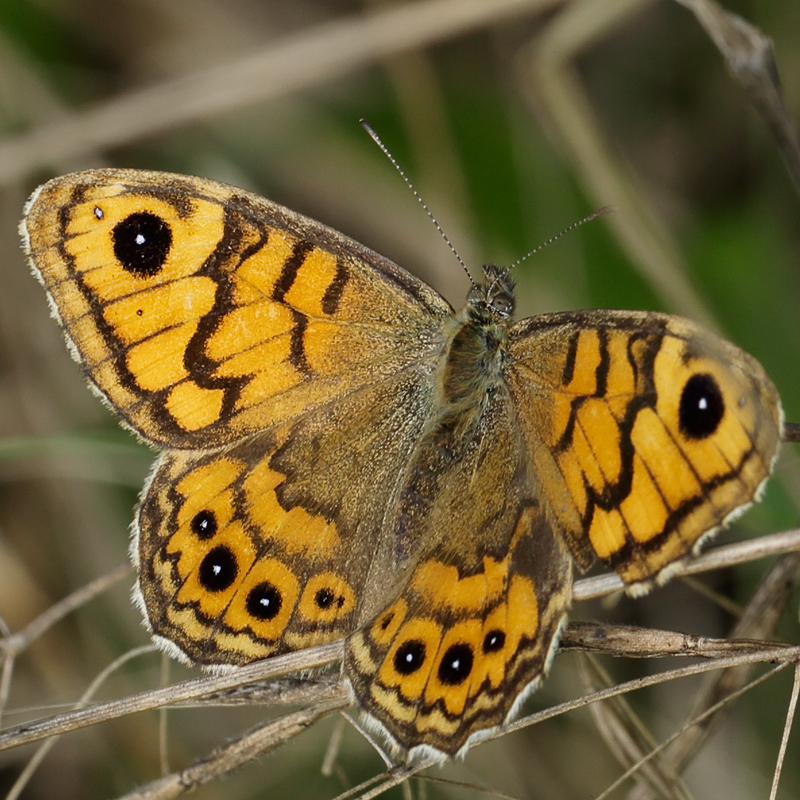 Lasiommata megera
