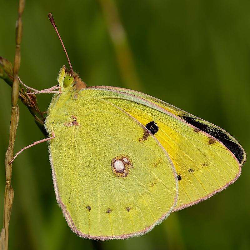 Colias croceus