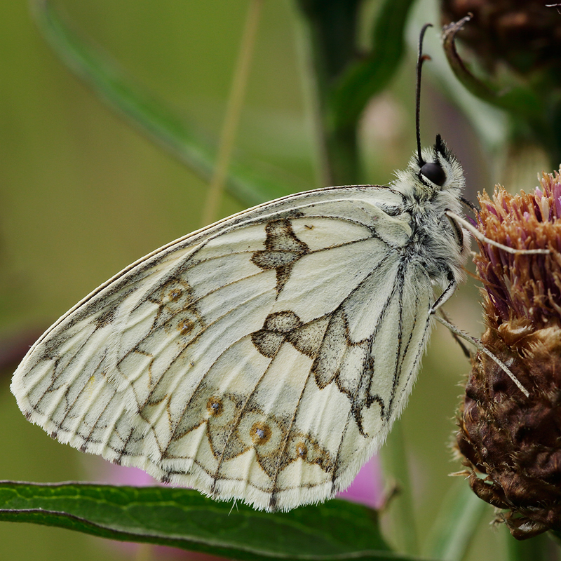 Melanargia lachesis
