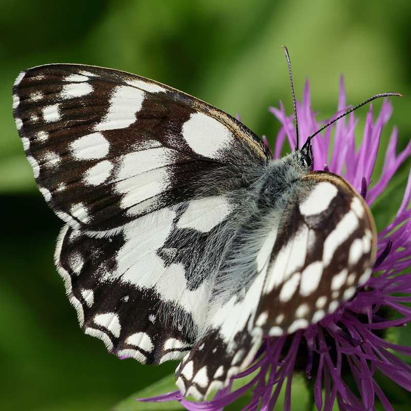 Melanargia galatheaa