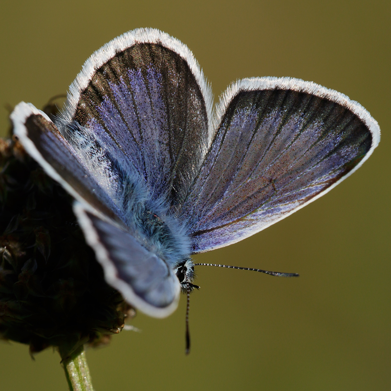 Plebejus argus