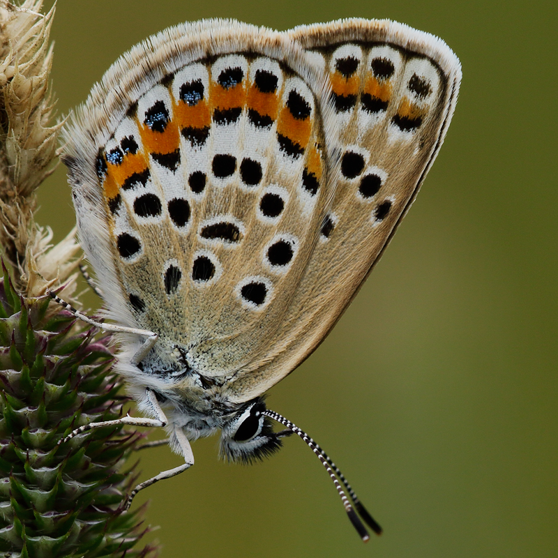 Plebejus argus