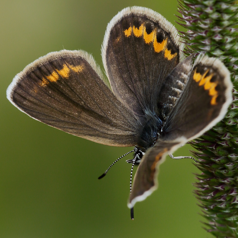 Plebejus argus