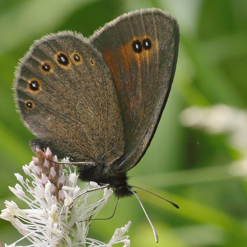 Erebia oeme