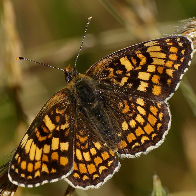 Melitaea phoebe