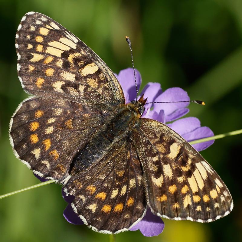 Melitaea phoebe