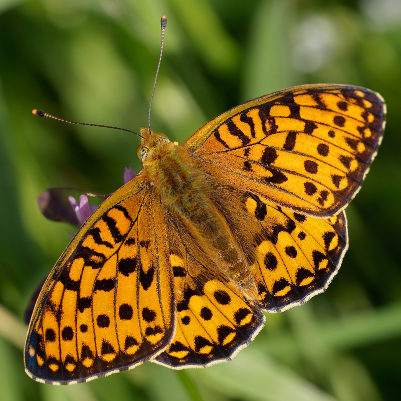 Argynnis aglaja