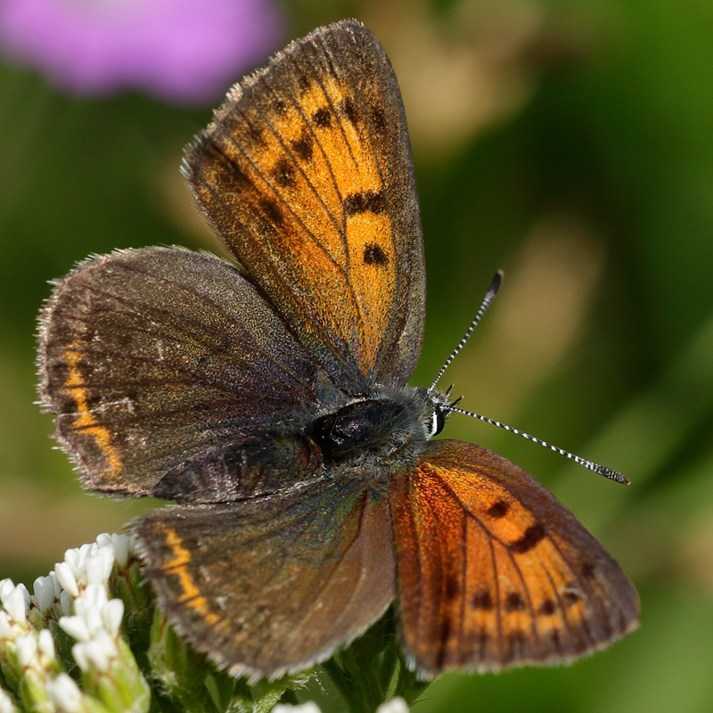 Lycaena hippothoe