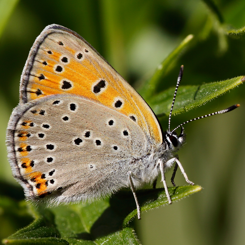 Lycaena hippothoe
