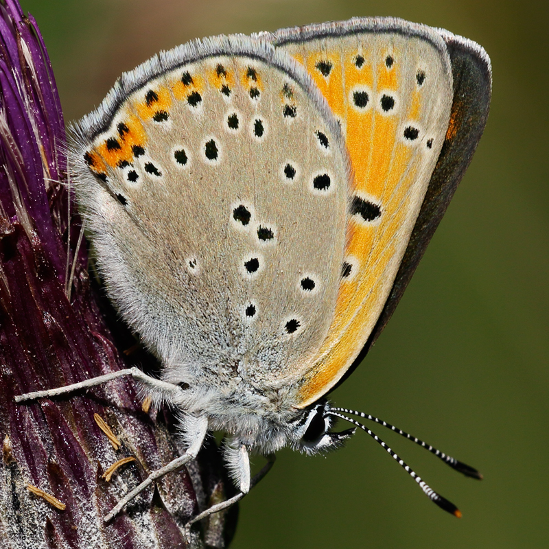 Lycaena hippothoe