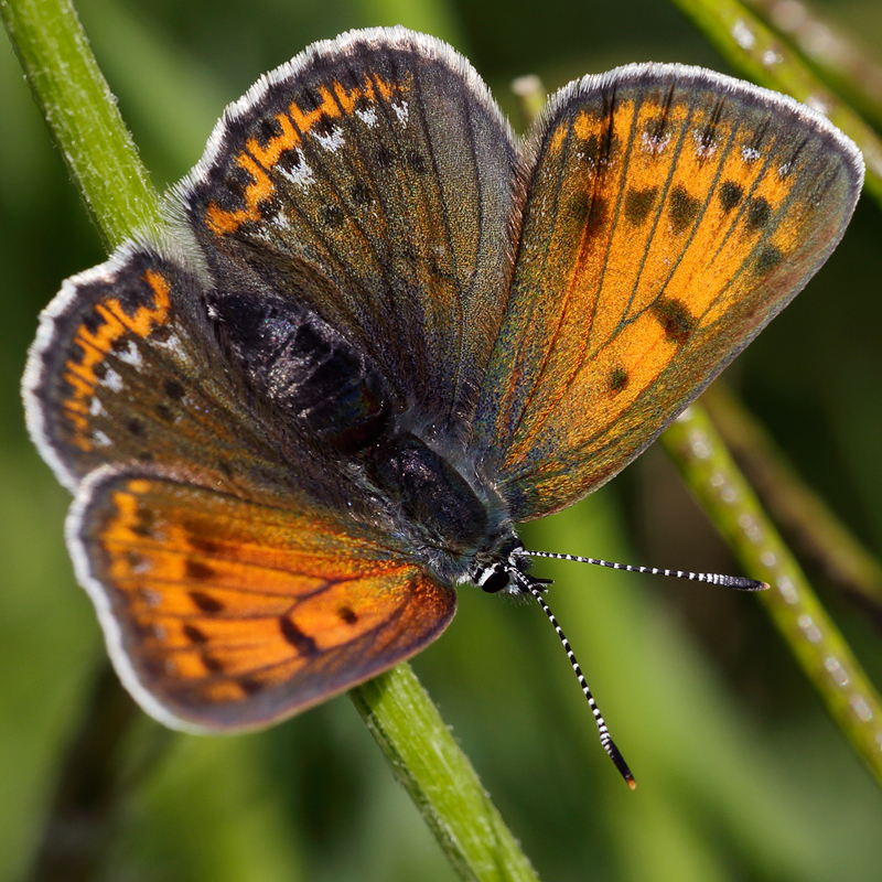Lycaena hippothoe