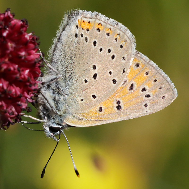 Lycaena hippothoe