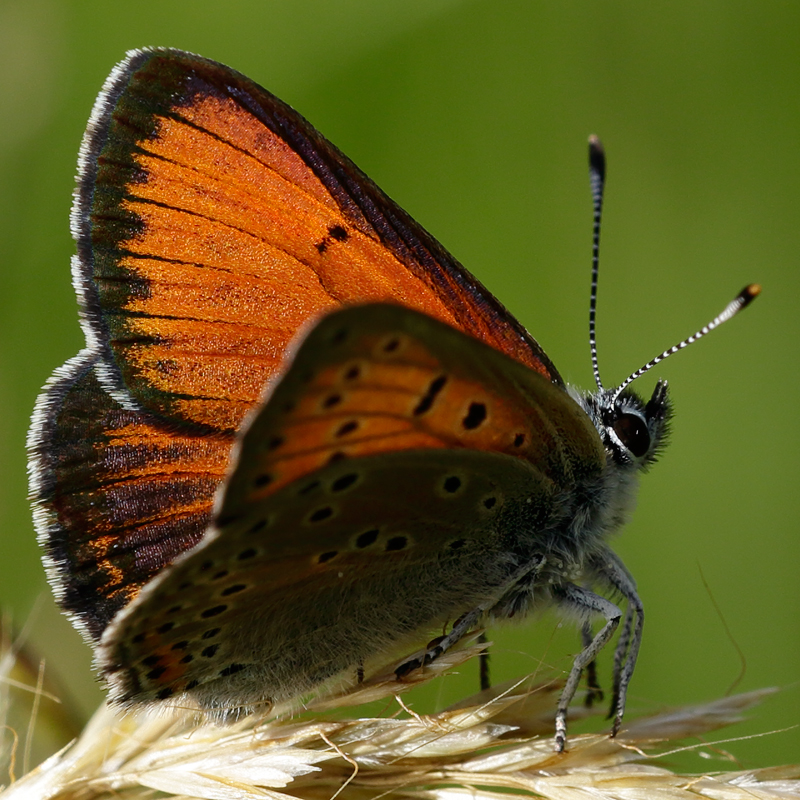 Lycaena hippothoe