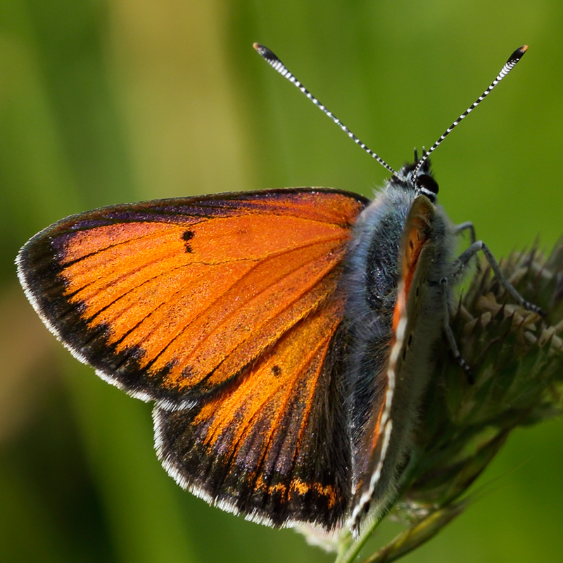 Lycaena hippothoe