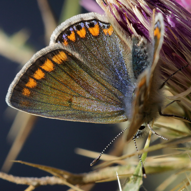 Polyommatus thersites