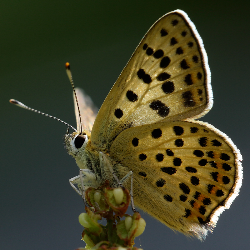 Lycaena tityrus (praebleusei)