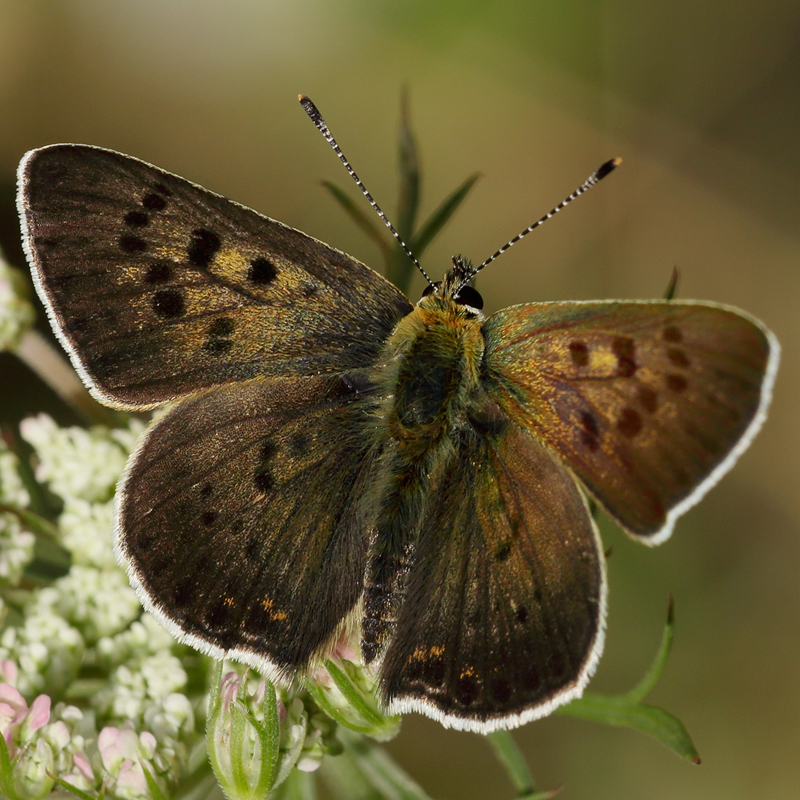 Lycaena tityrus (praebleusei)