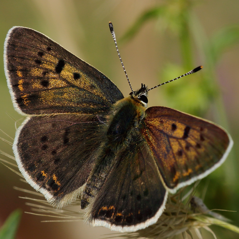 Lycaena tityrus (praebleusei)