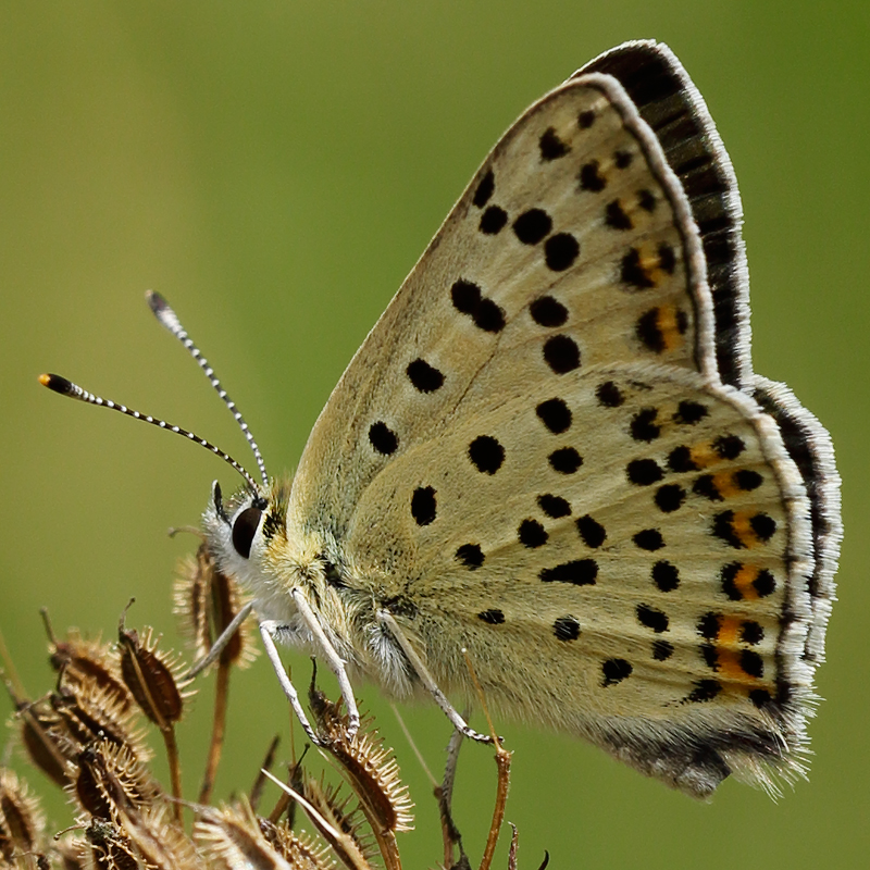Lycaena tityrus (praebleusei)