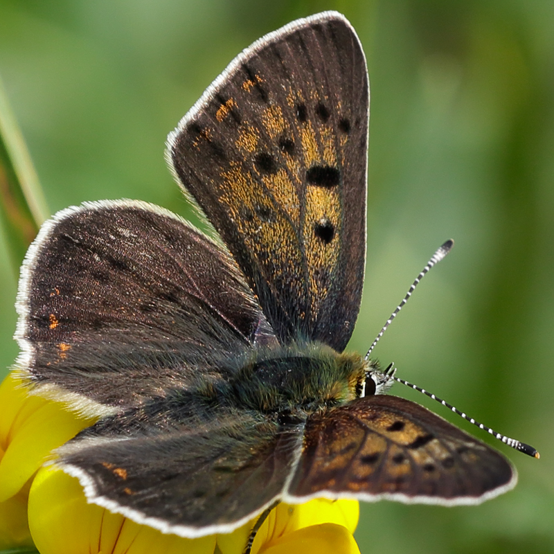 Lycaena tityrus (praebleusei)